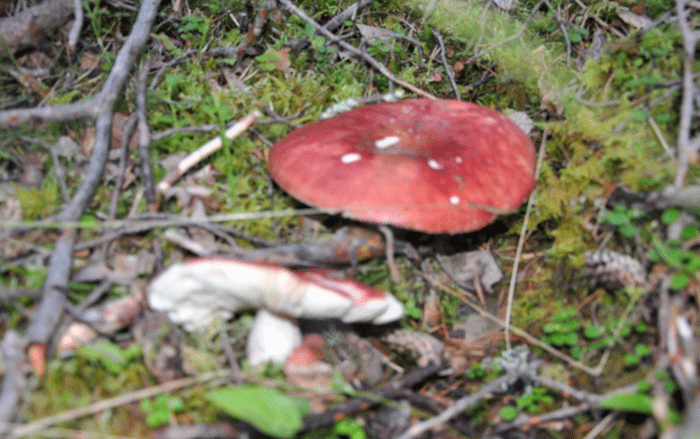  Soumensatu, rent a cottage, Koli, skiing, snowboarding, fishing, holiday, Kolinpilvi, Pielislinna, Otsopirtti
